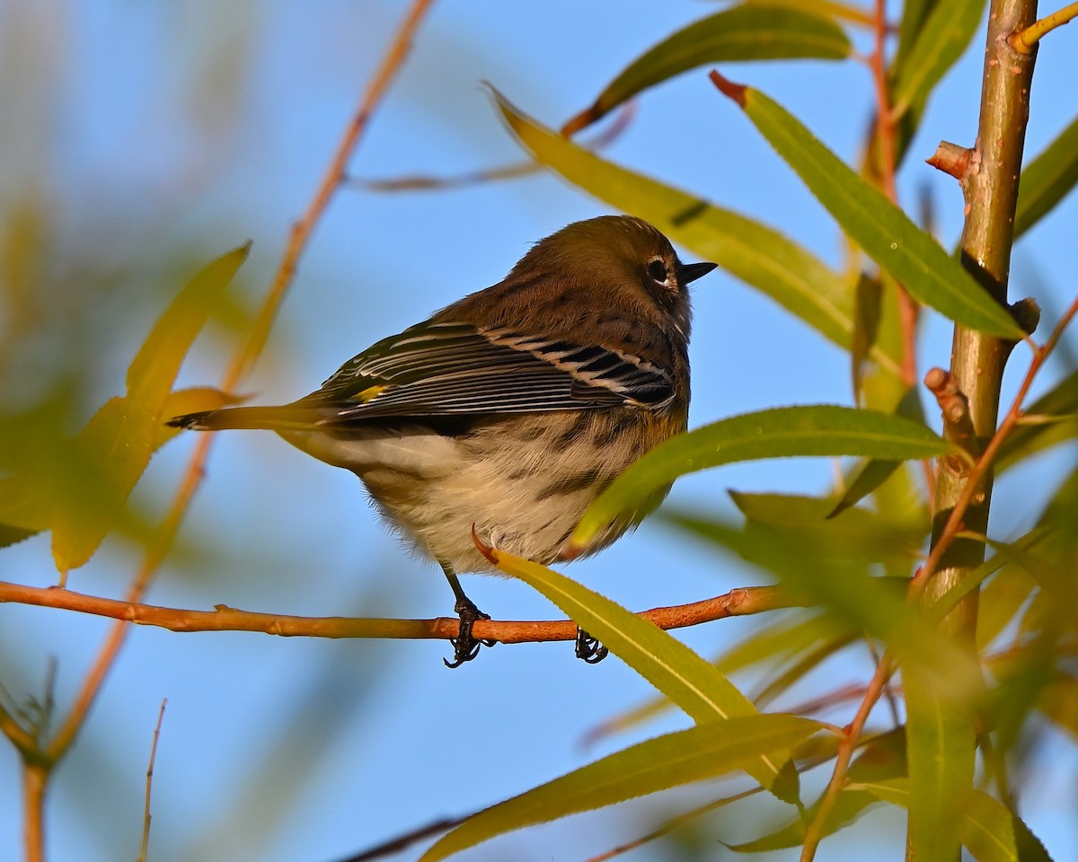 Yellow-rumped Warbler - ML644216273