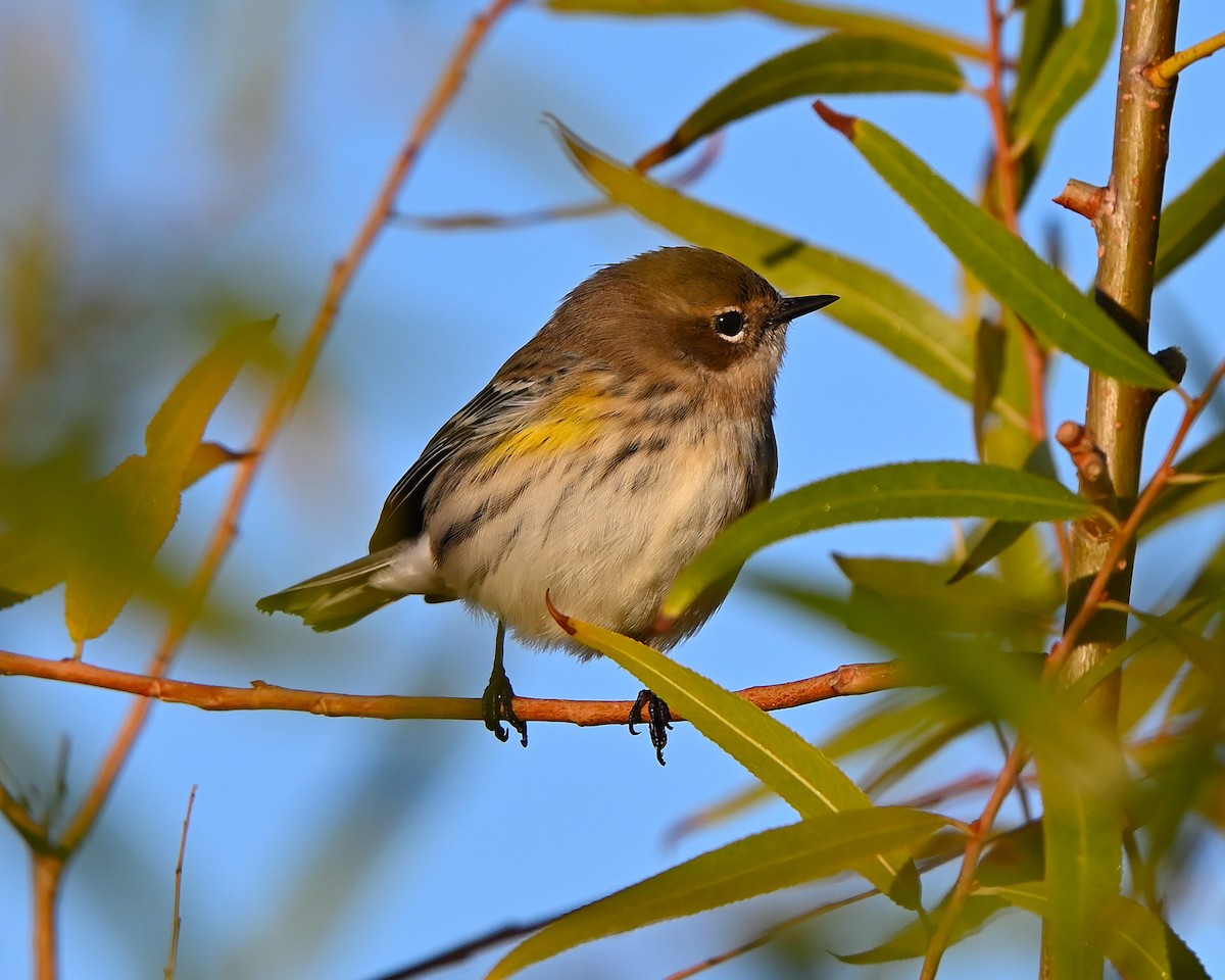 Yellow-rumped Warbler - ML644216274