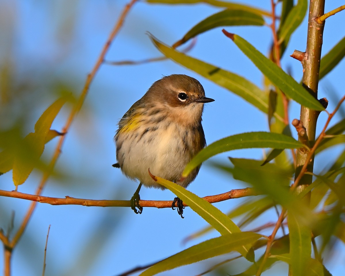 Yellow-rumped Warbler - ML644216275