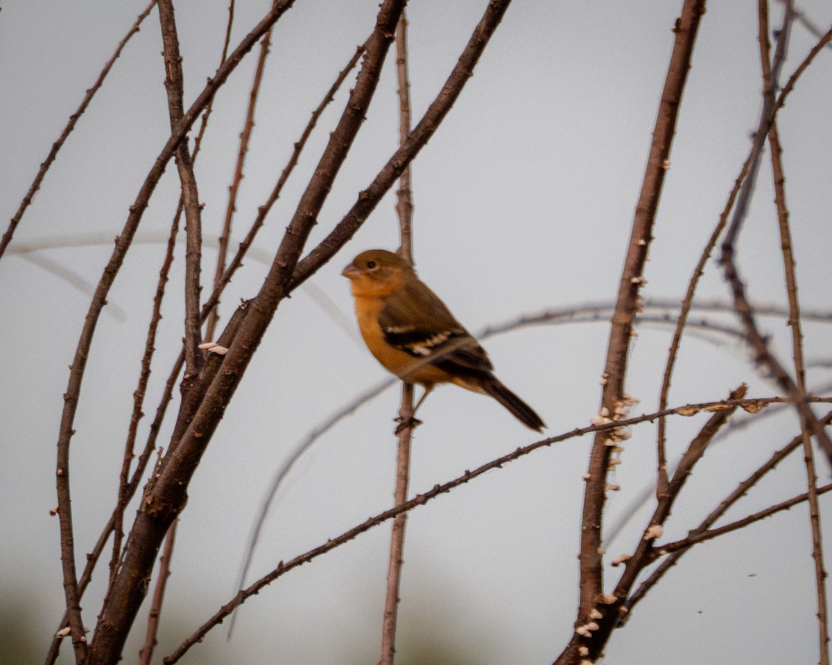 hvitkragefrøeter - ML644216278