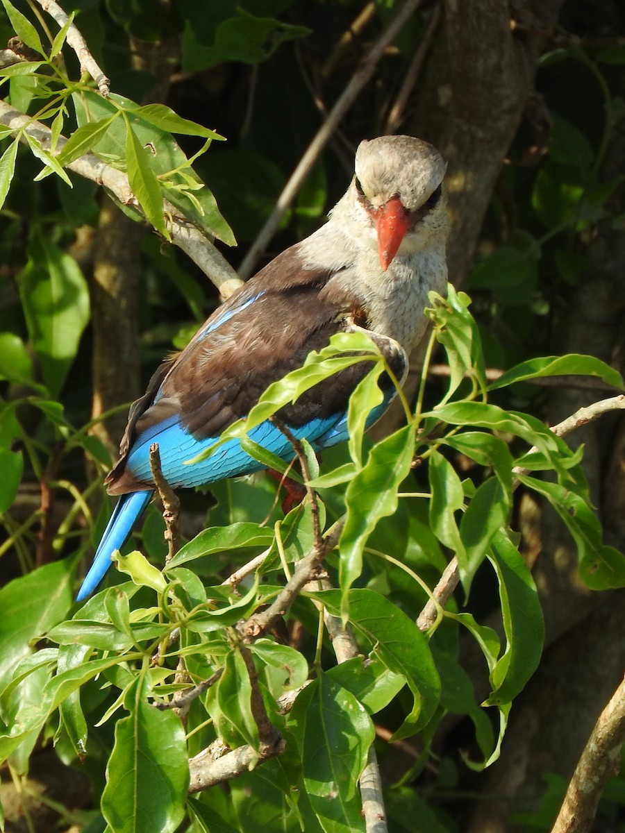 Alción Cabeciblanco - ML644216287