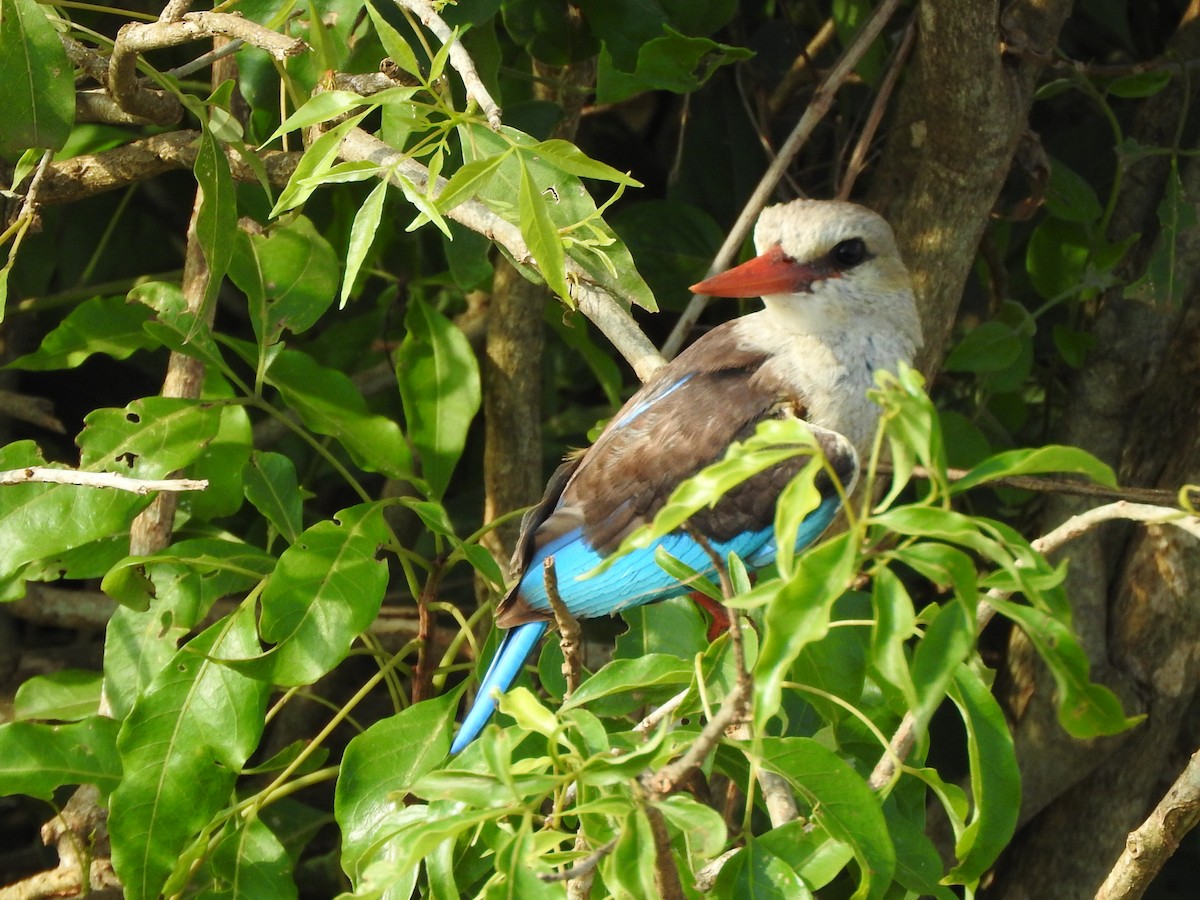 Alción Cabeciblanco - ML644216288