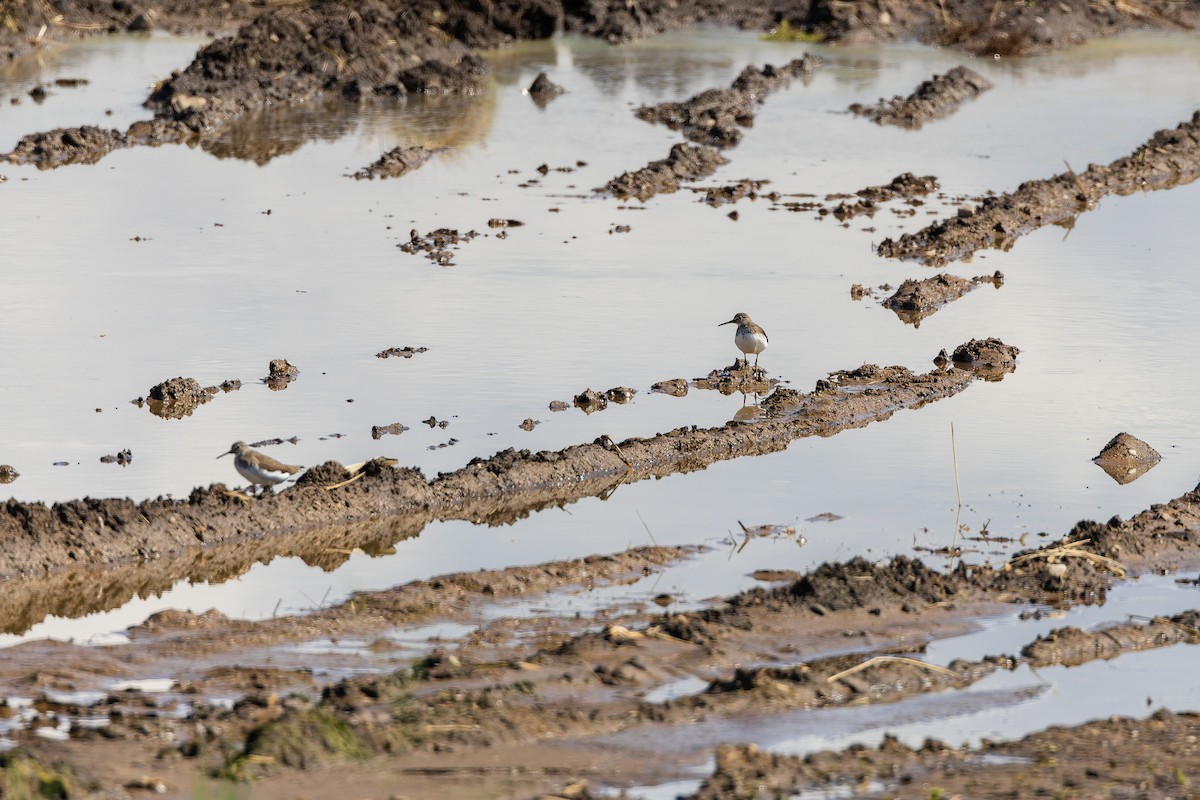 vodouš kropenatý - ML644216306