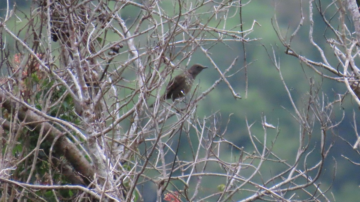 Mountain Thrush - ML644216321
