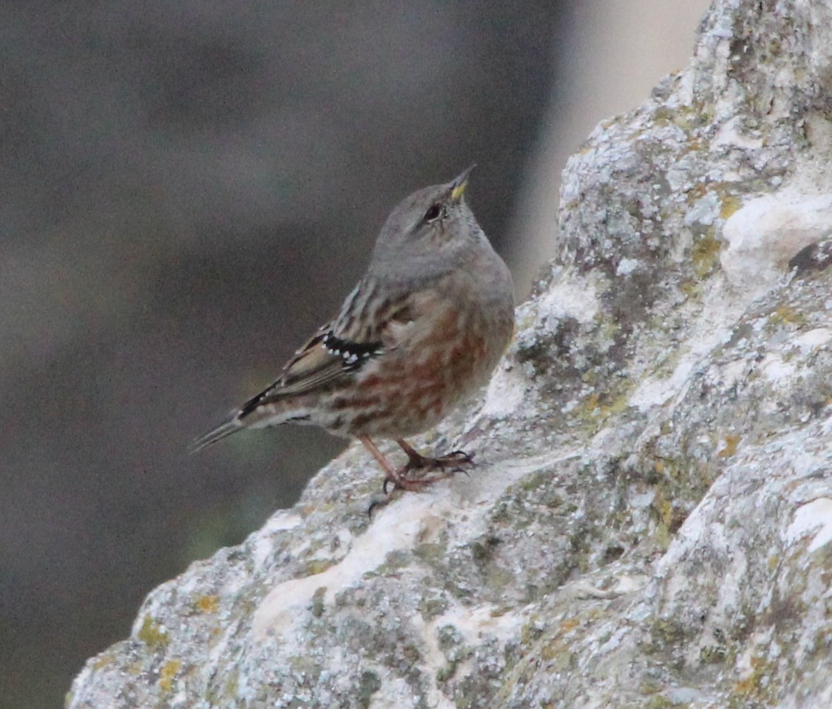 Alpine Accentor - ML644216322
