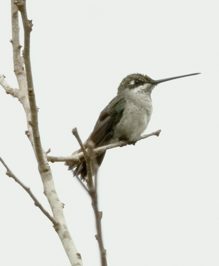 Stripe-breasted Starthroat - ML644216332