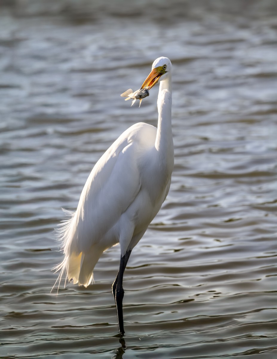 Great Egret - ML644216343