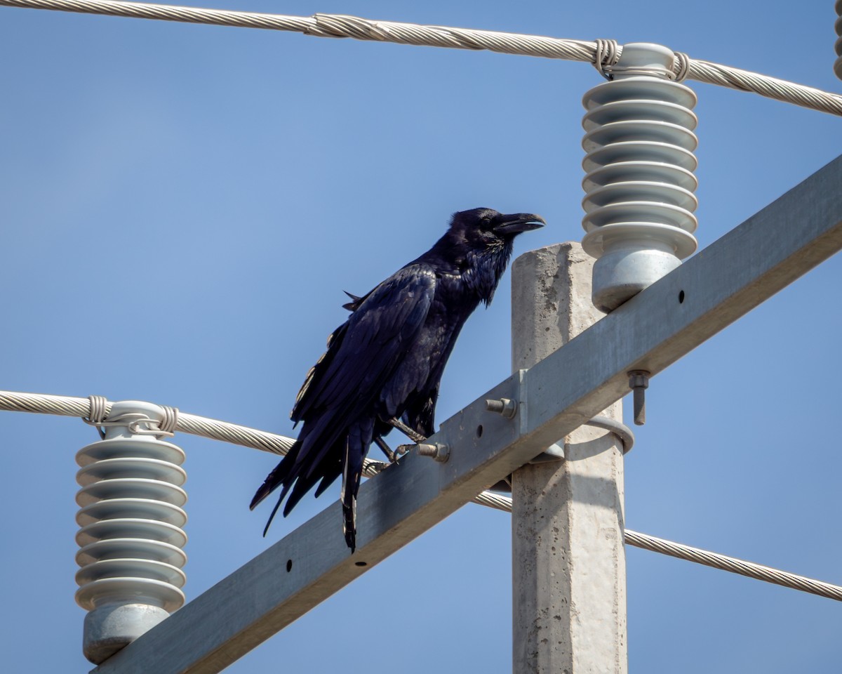 kaktusravn - ML644216352