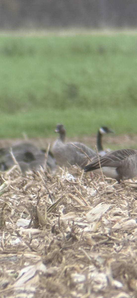 Pink-footed Goose - ML644216353