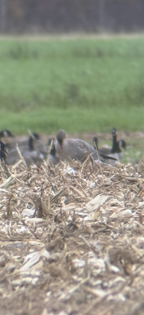 Pink-footed Goose - ML644216354