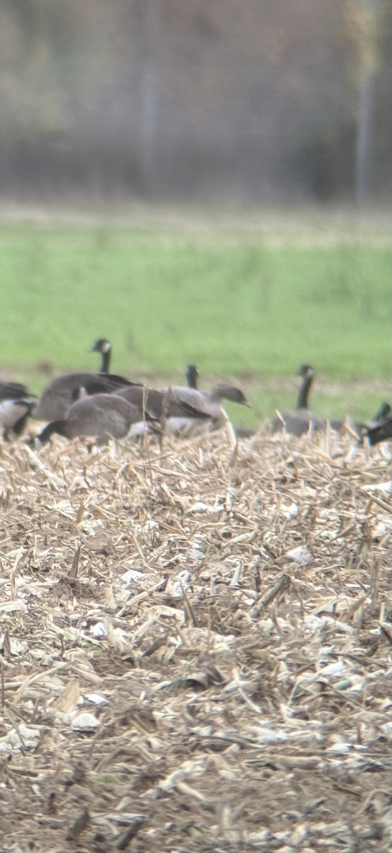 Pink-footed Goose - ML644216355