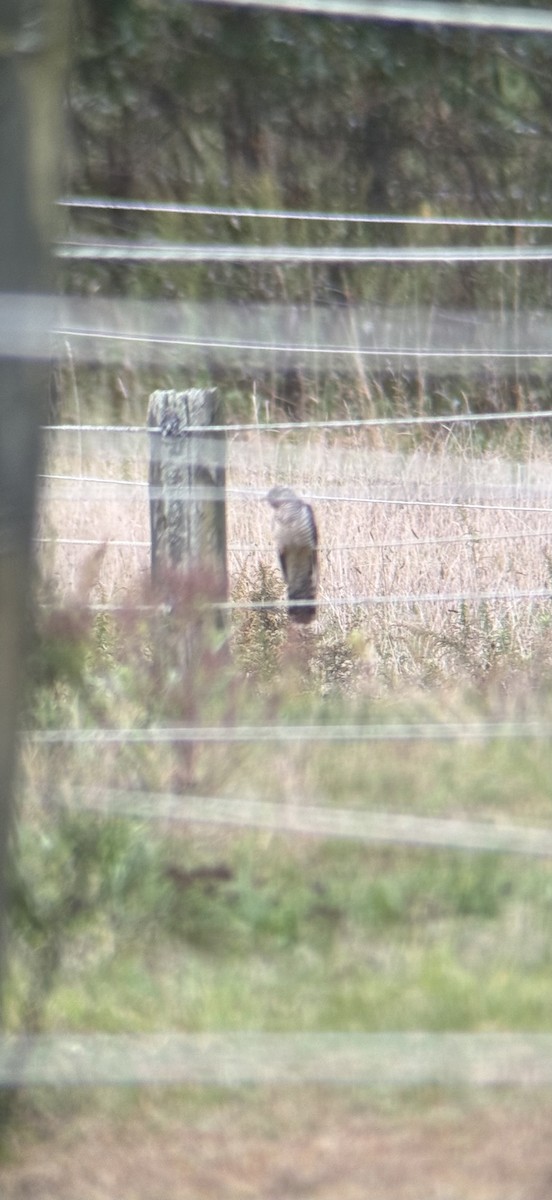 Common Cuckoo - ML644216373