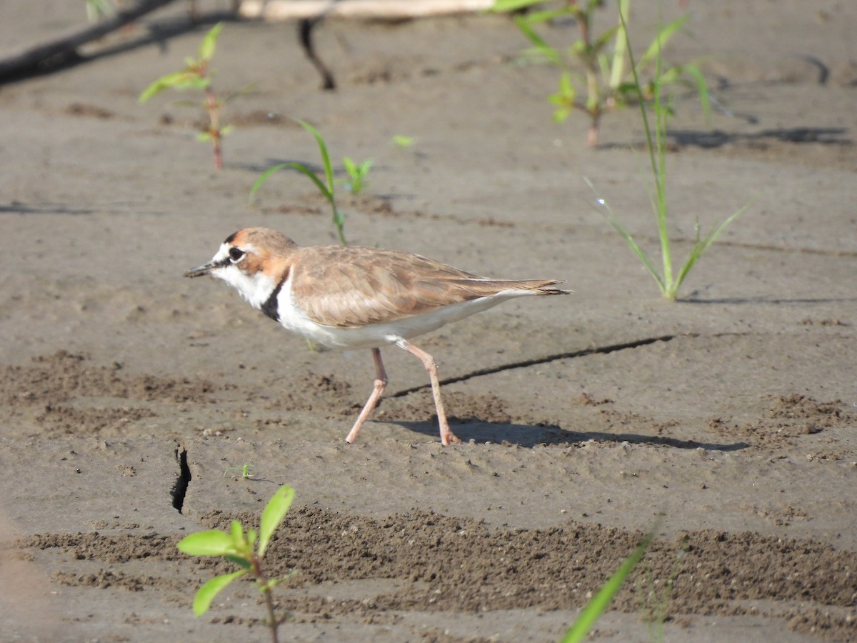 Collared Plover - ML644216390