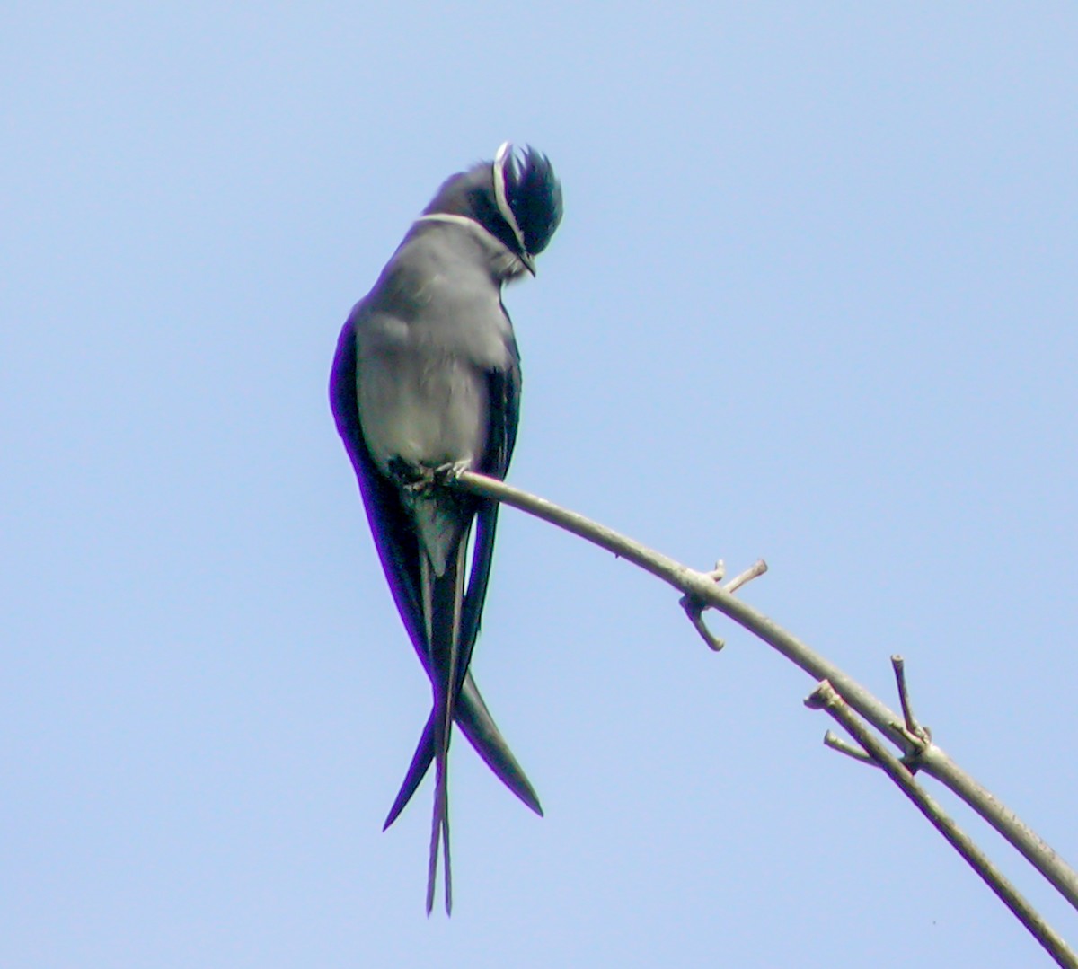 Moustached Treeswift - ML644216406