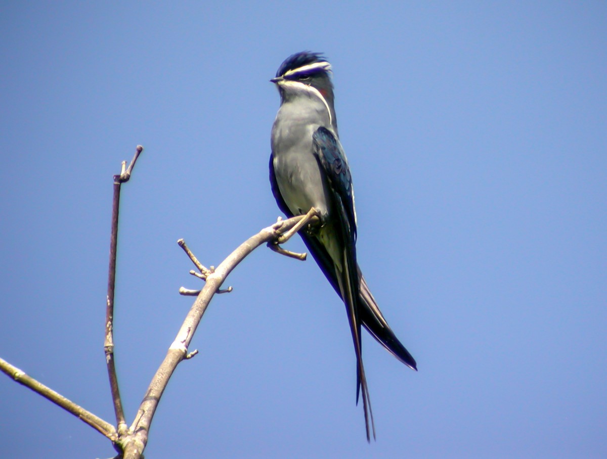 Moustached Treeswift - ML644216407