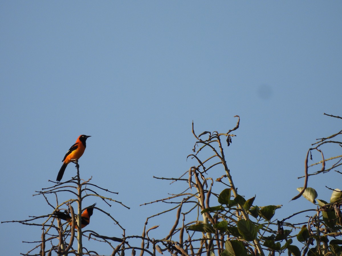 コシアカムクドリモドキ - ML644216410