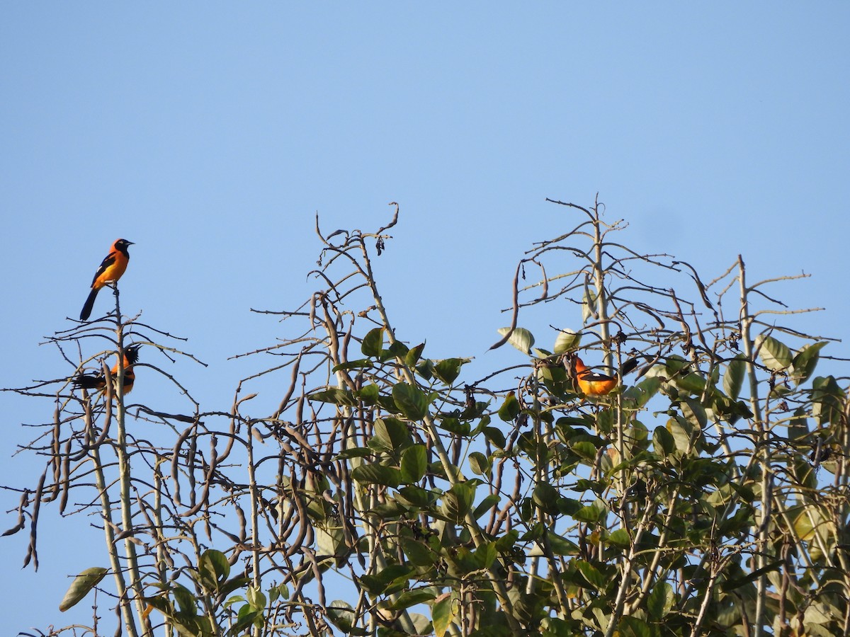 コシアカムクドリモドキ - ML644216411