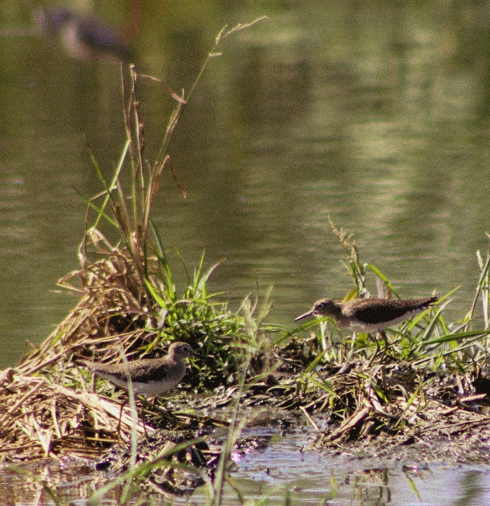 Solitary Sandpiper - ML644216416
