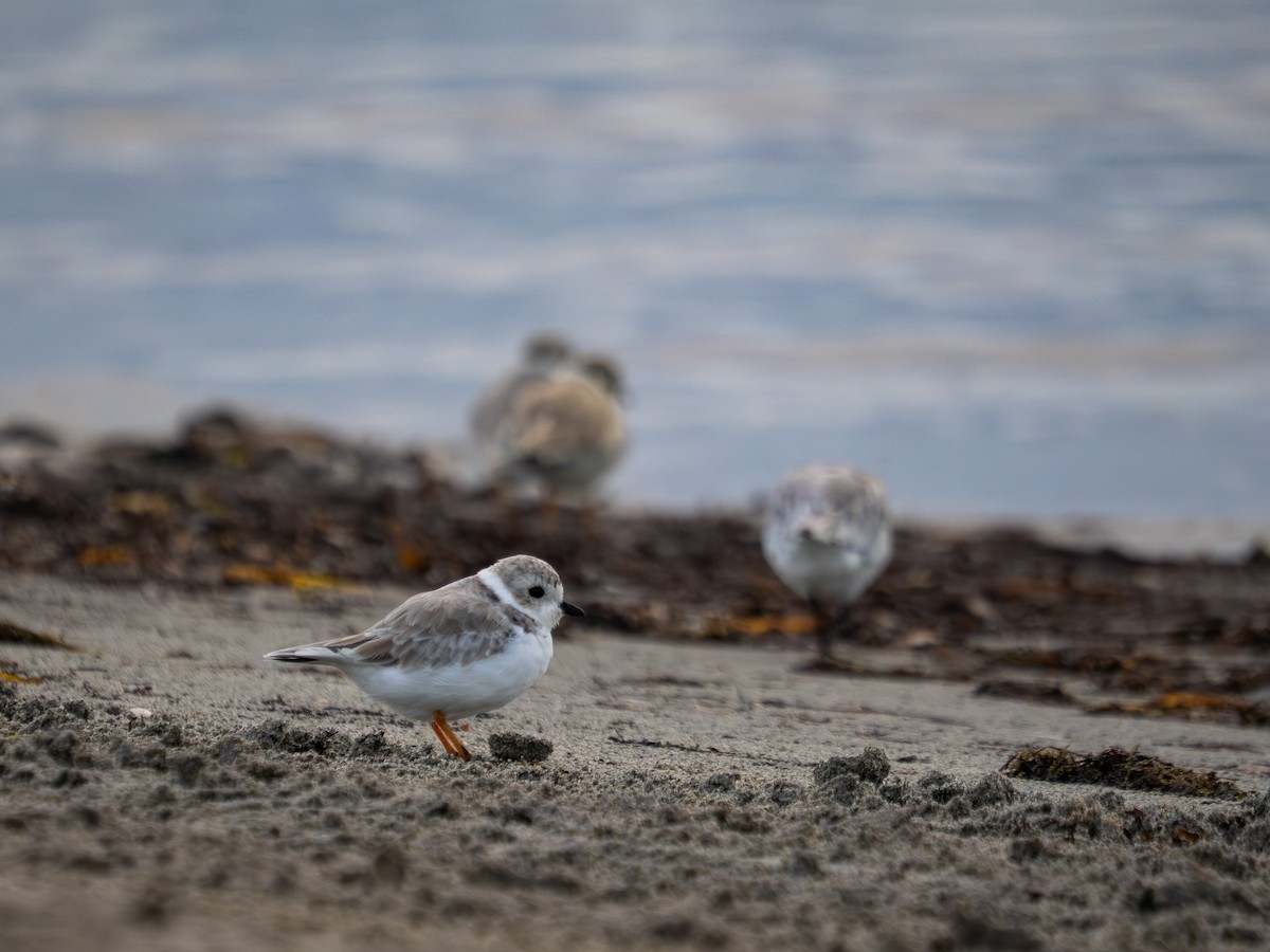 Piping Plover - ML644216428