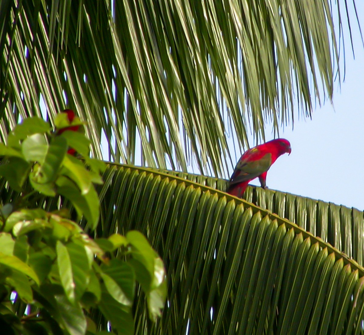 Chattering Lory - ML644216435