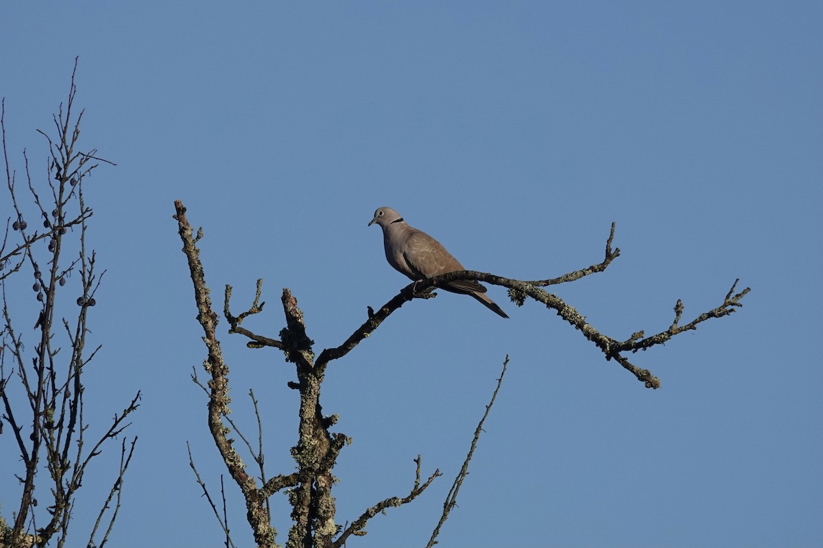 Буулгат хүүрзгэнэ - ML644216440