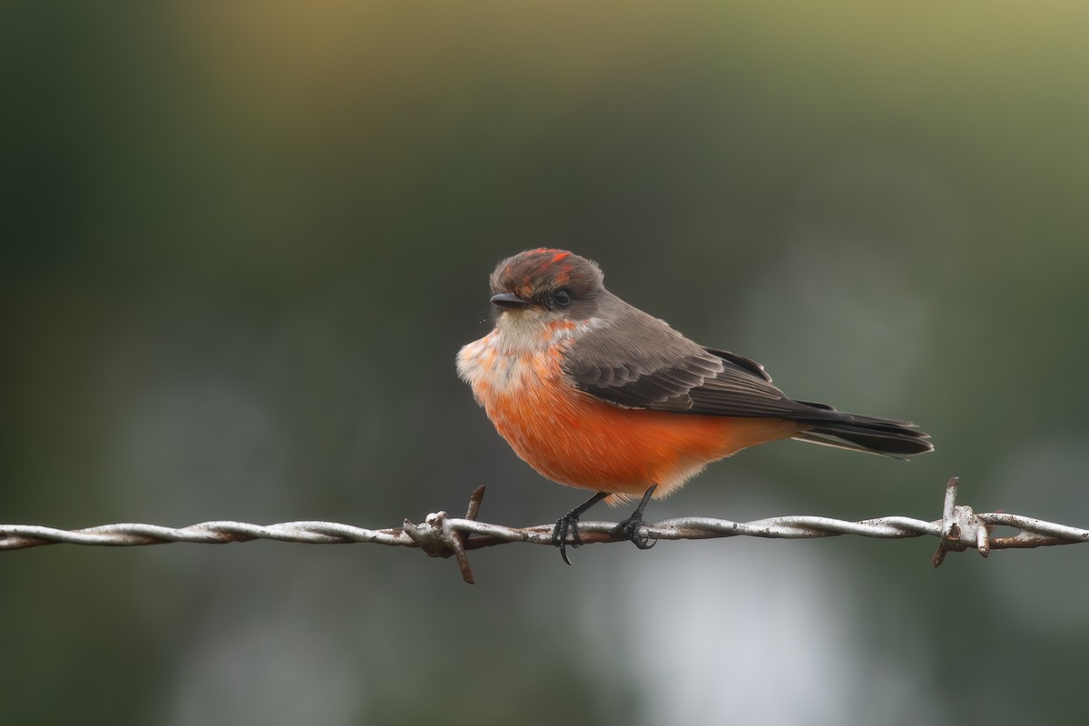 Vermilion Flycatcher - ML644216446