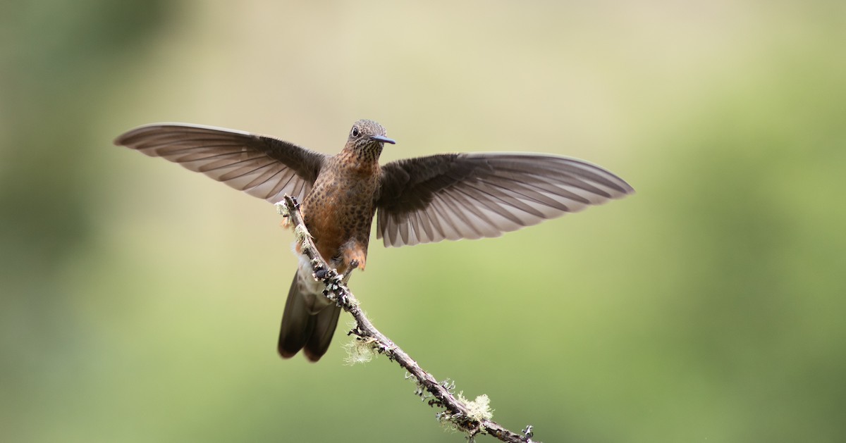 Giant Hummingbird - ML644216452