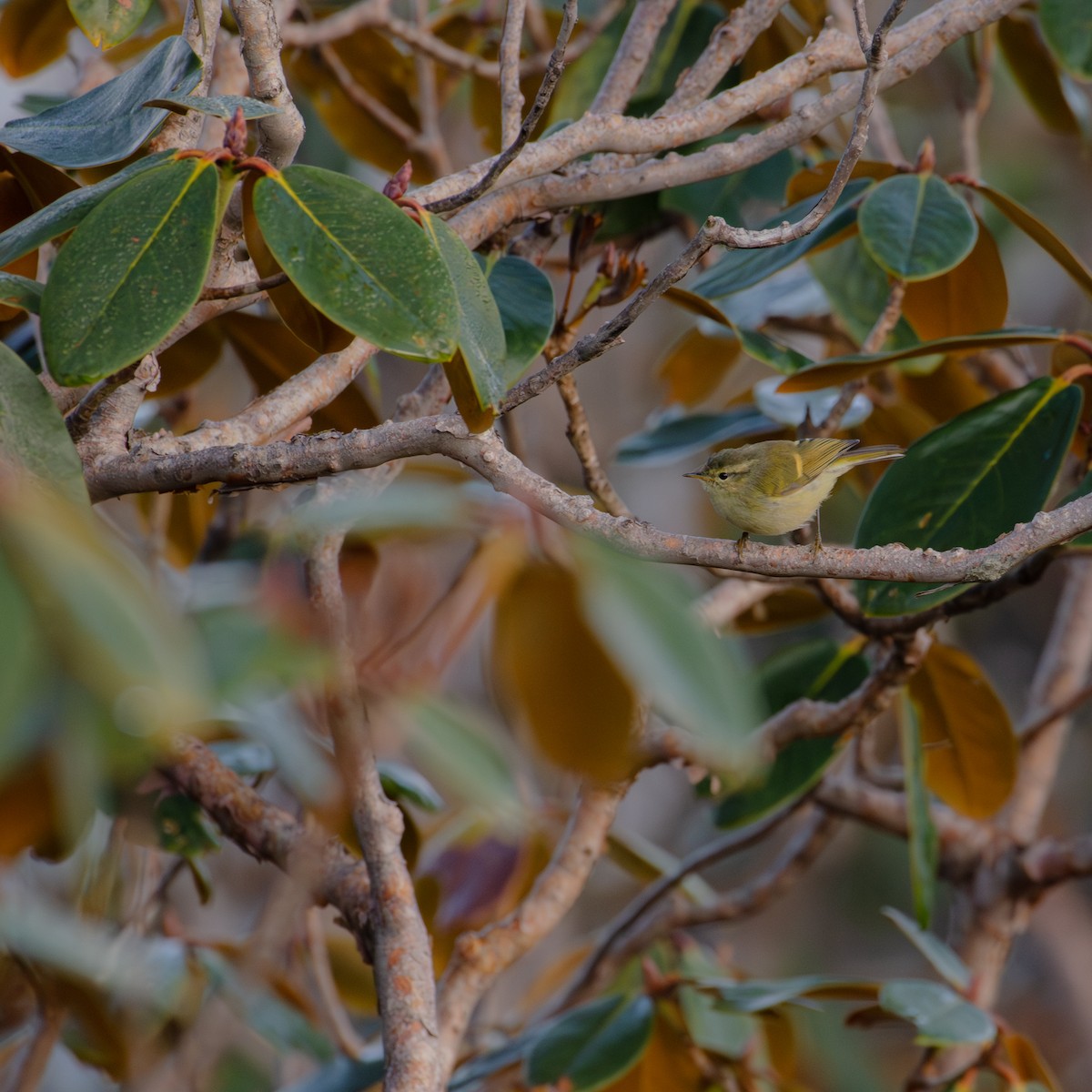 Buff-barred Warbler - ML644216455