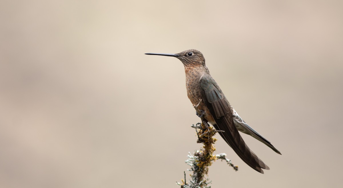 Giant Hummingbird - ML644216466