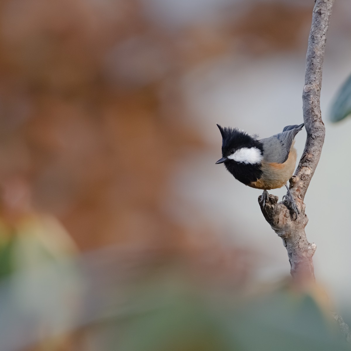 Rufous-vented Tit - ML644216480