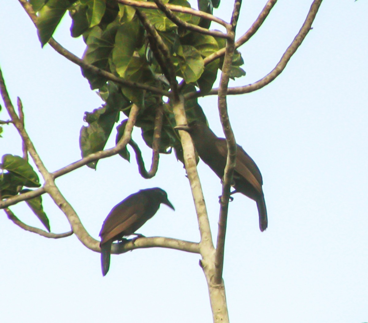 rajka vraní - ML644216483