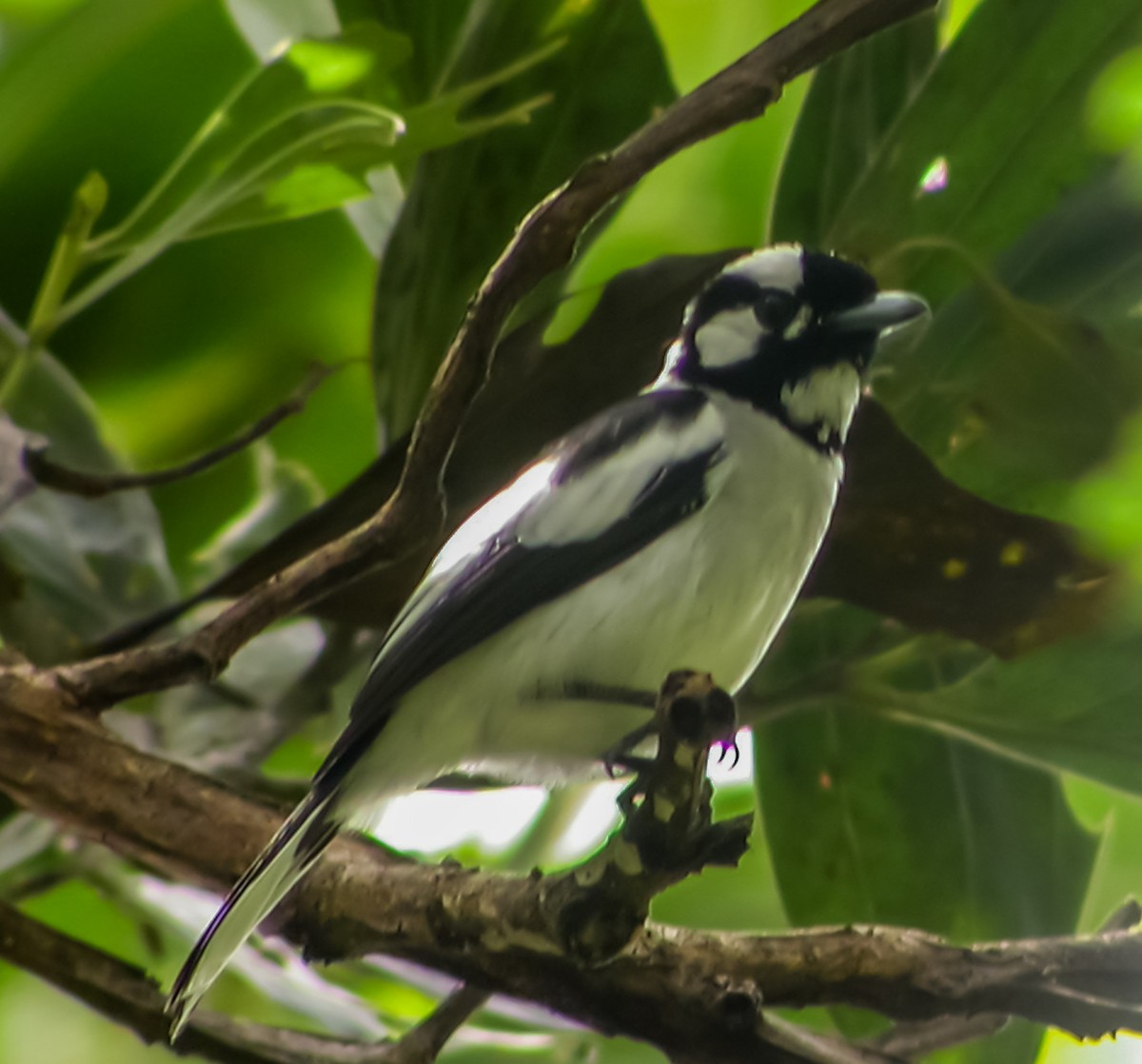 Monarque à nuque blanche - ML644216488