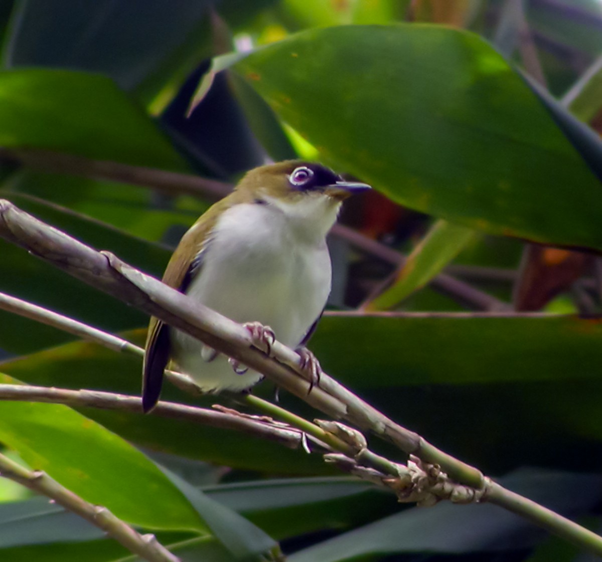 Cream-throated White-eye - ML644216499