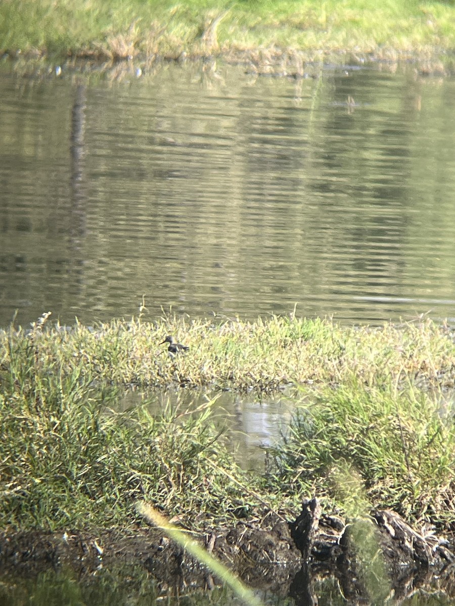 Solitary Sandpiper - ML644216505
