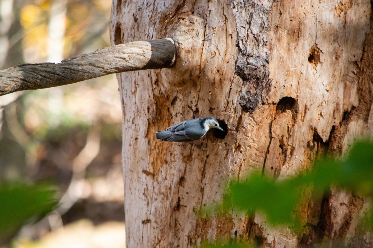 brhlík běloprsý - ML644216515