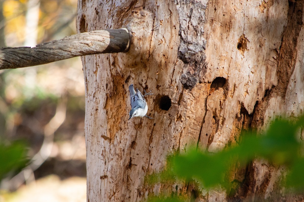 brhlík běloprsý - ML644216516