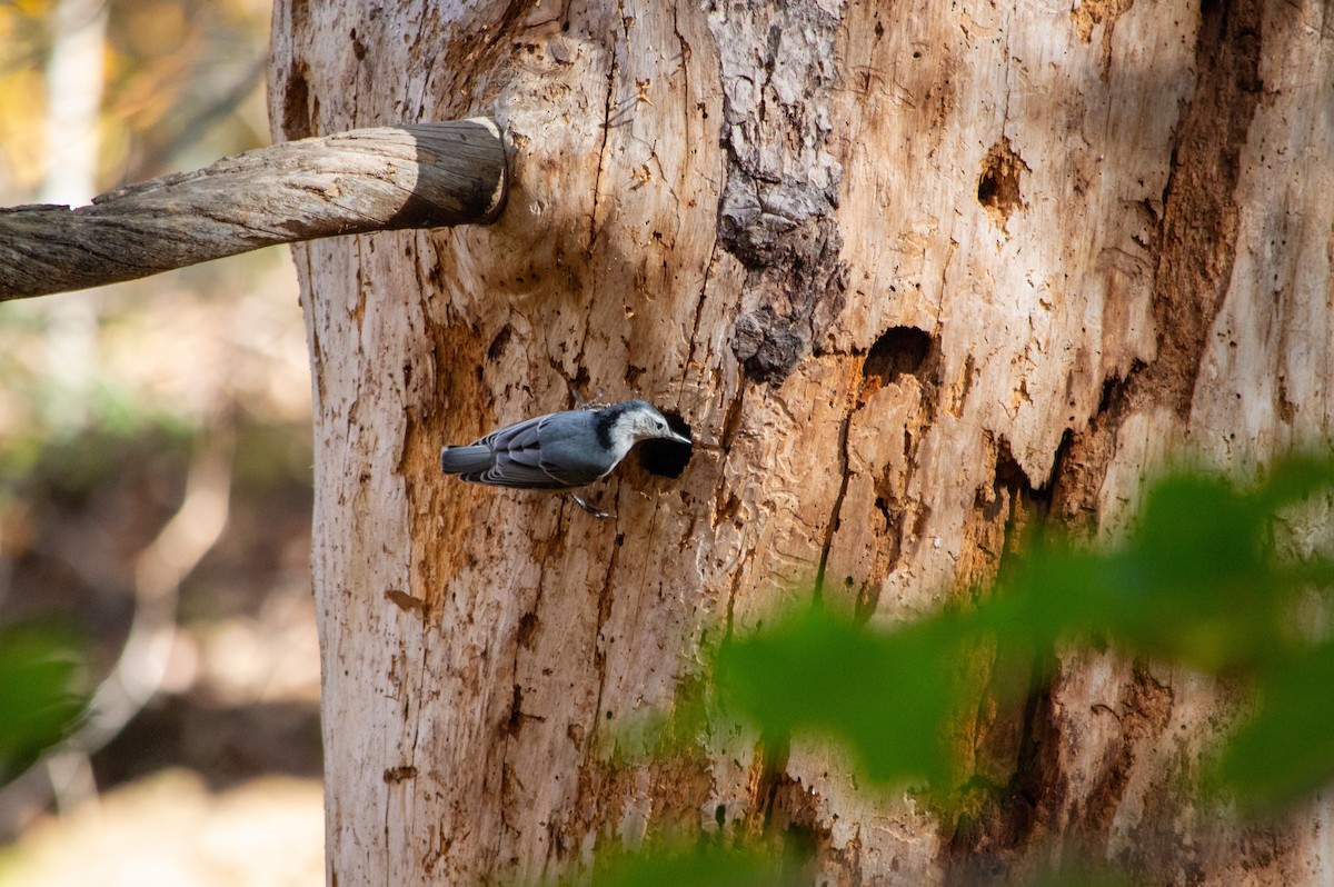 brhlík běloprsý - ML644216517