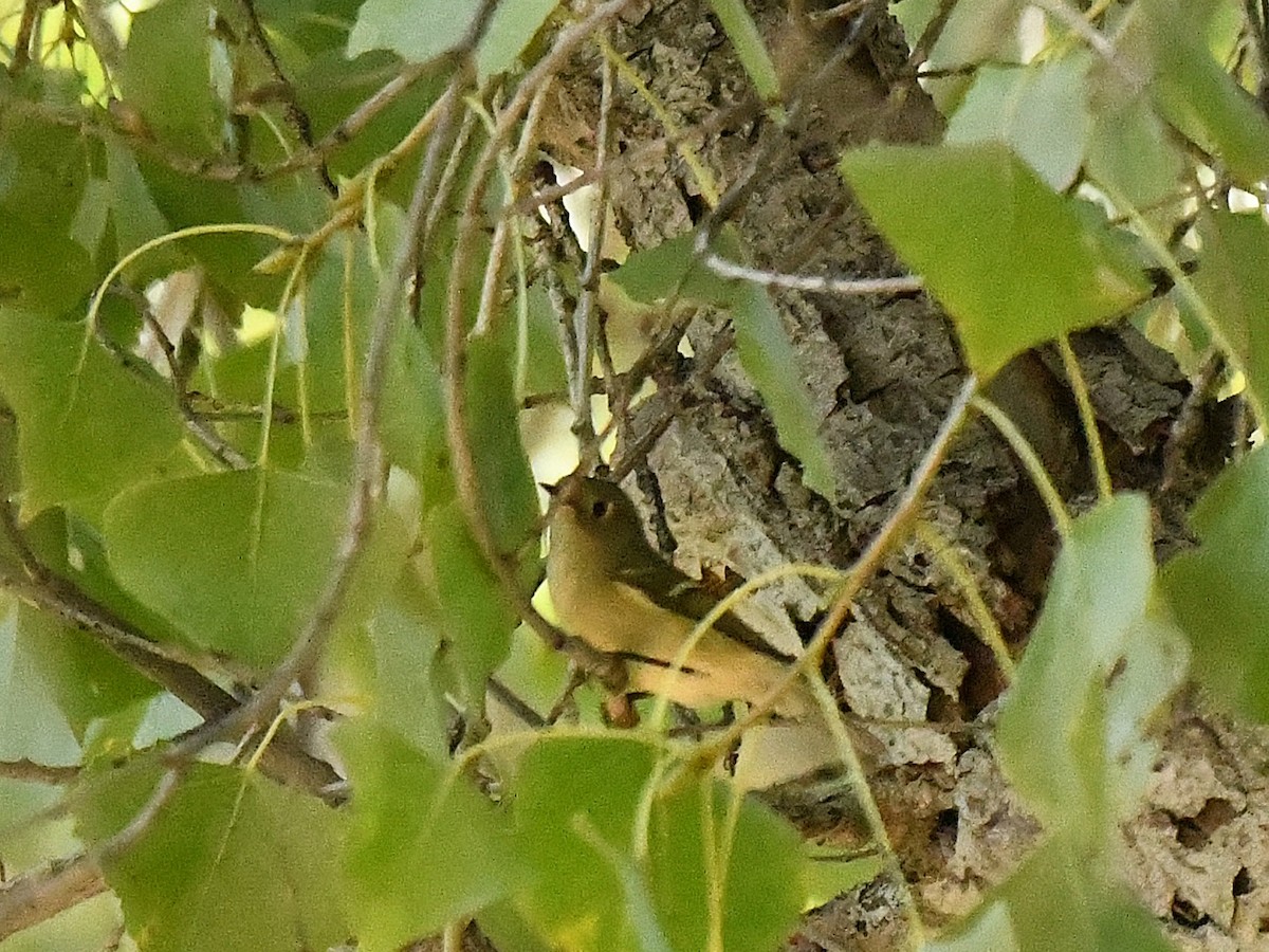 Ruby-crowned Kinglet - ML644216522