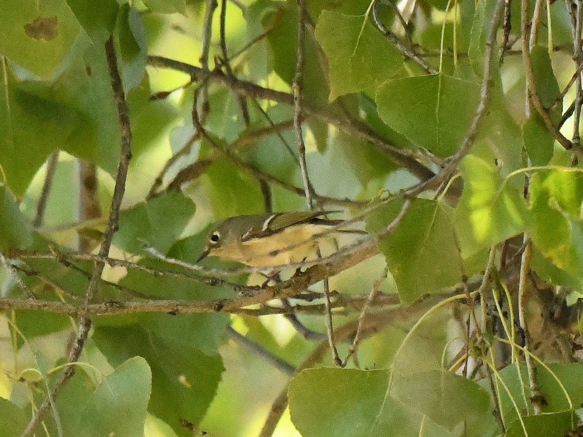 Ruby-crowned Kinglet - ML644216529