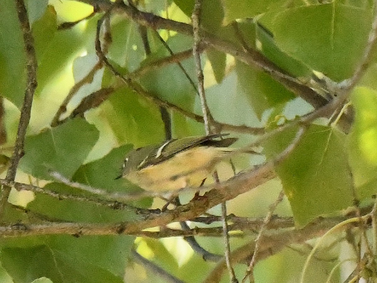 Ruby-crowned Kinglet - ML644216533