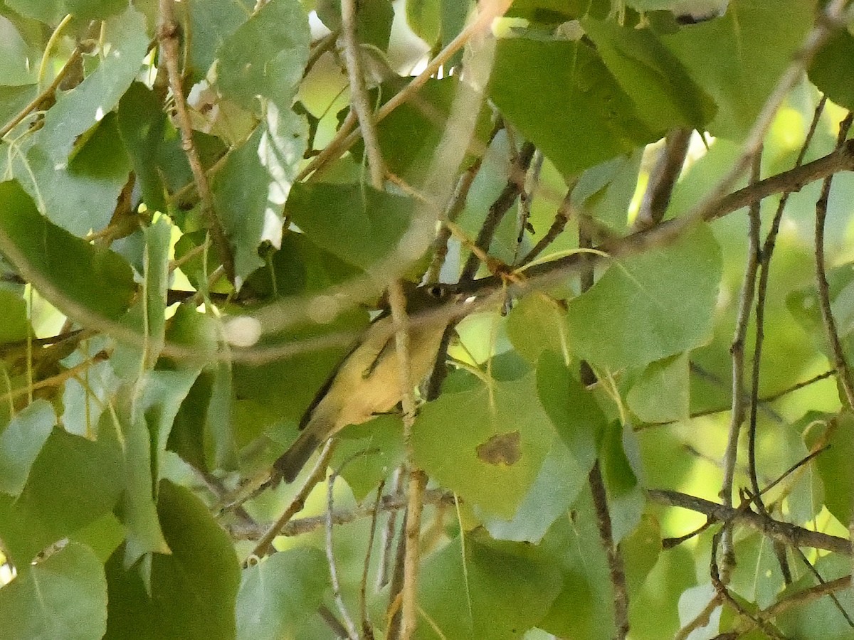 Ruby-crowned Kinglet - ML644216535