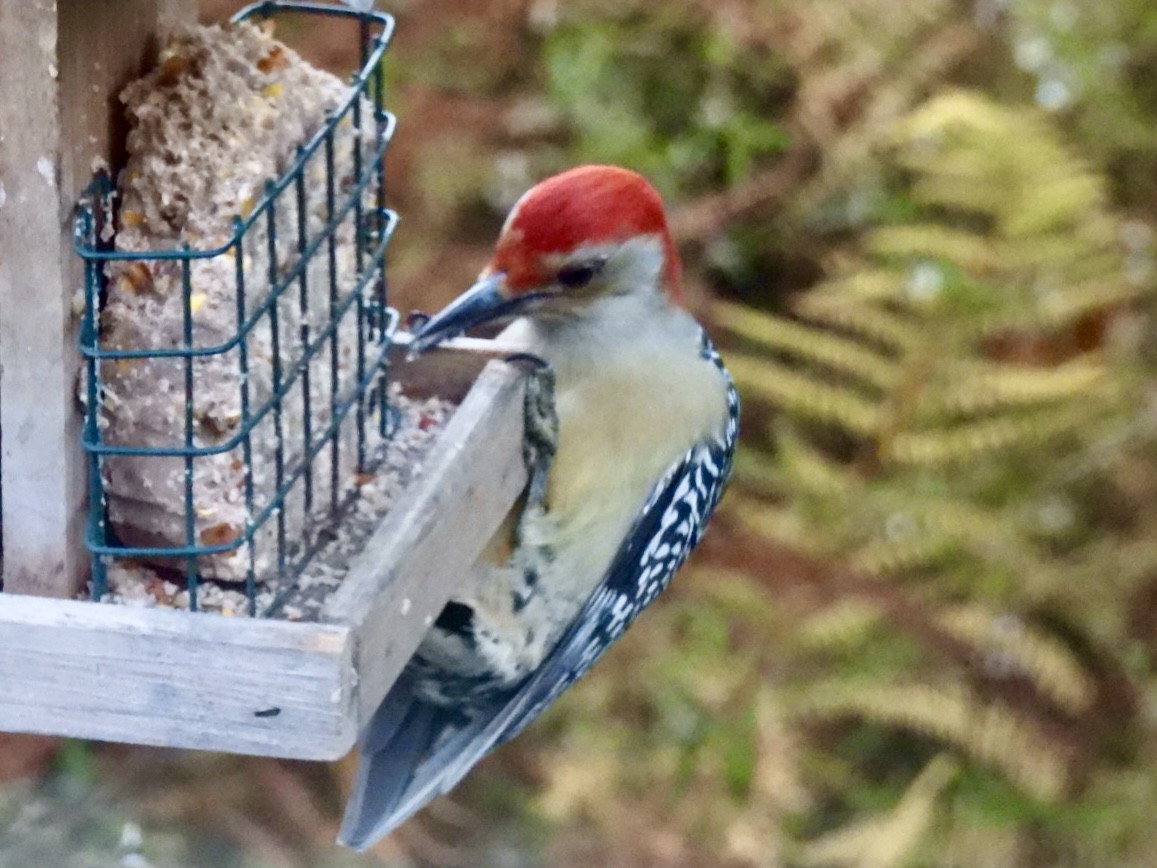 Red-bellied Woodpecker - ML644216536