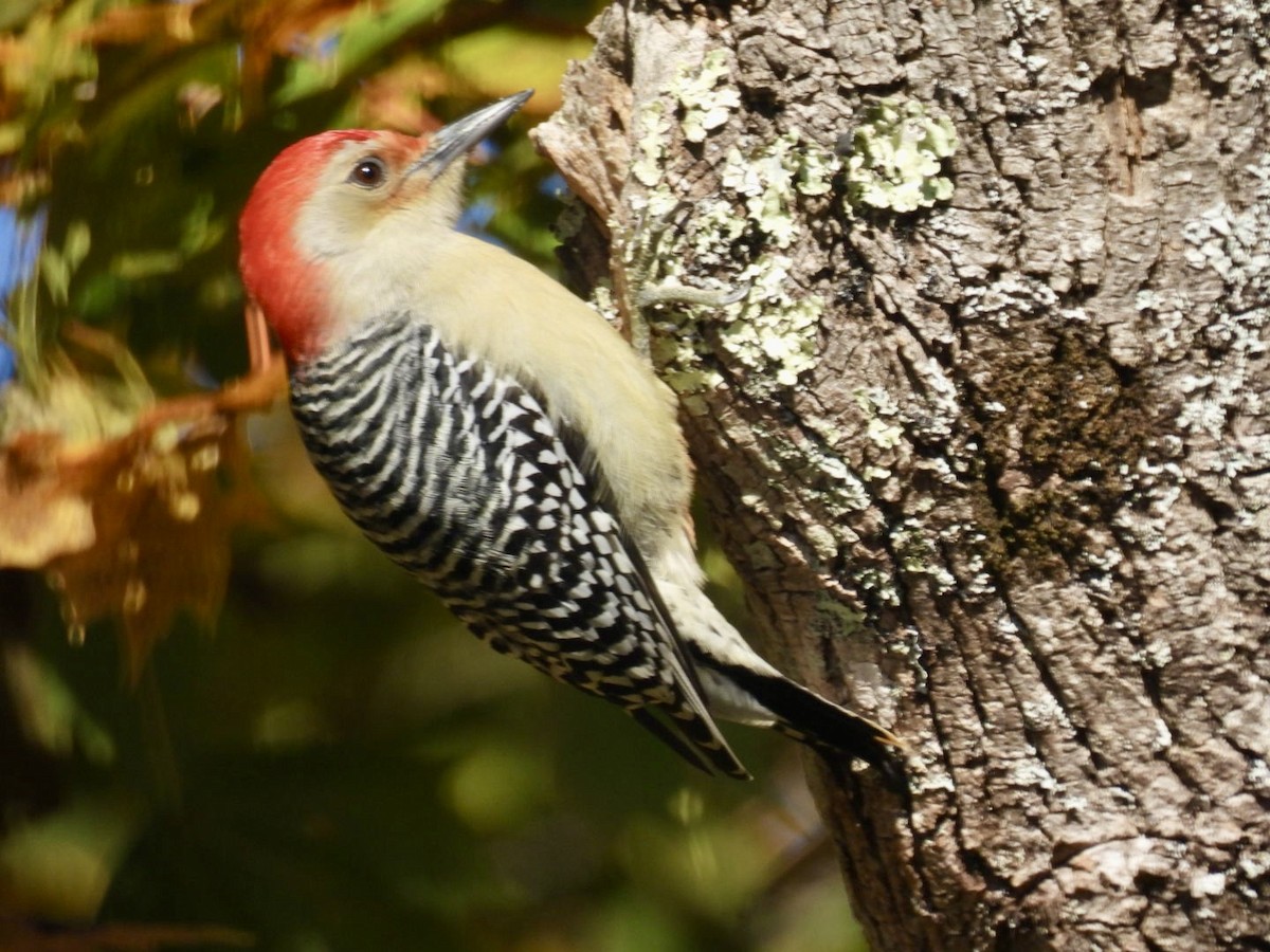 Red-bellied Woodpecker - ML644216537