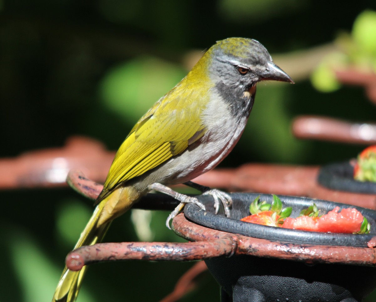 Buff-throated Saltator - ML644216565