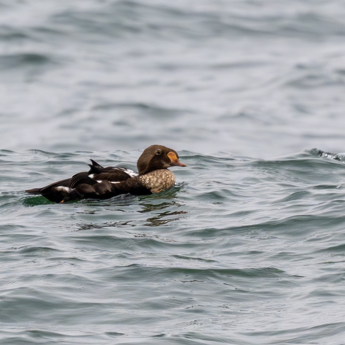 praktærfugl - ML644216570