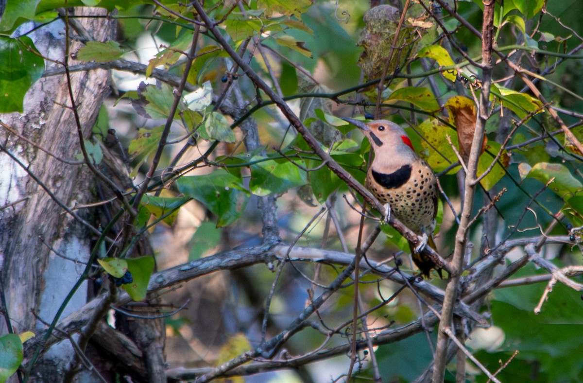 Northern Flicker - ML644216575
