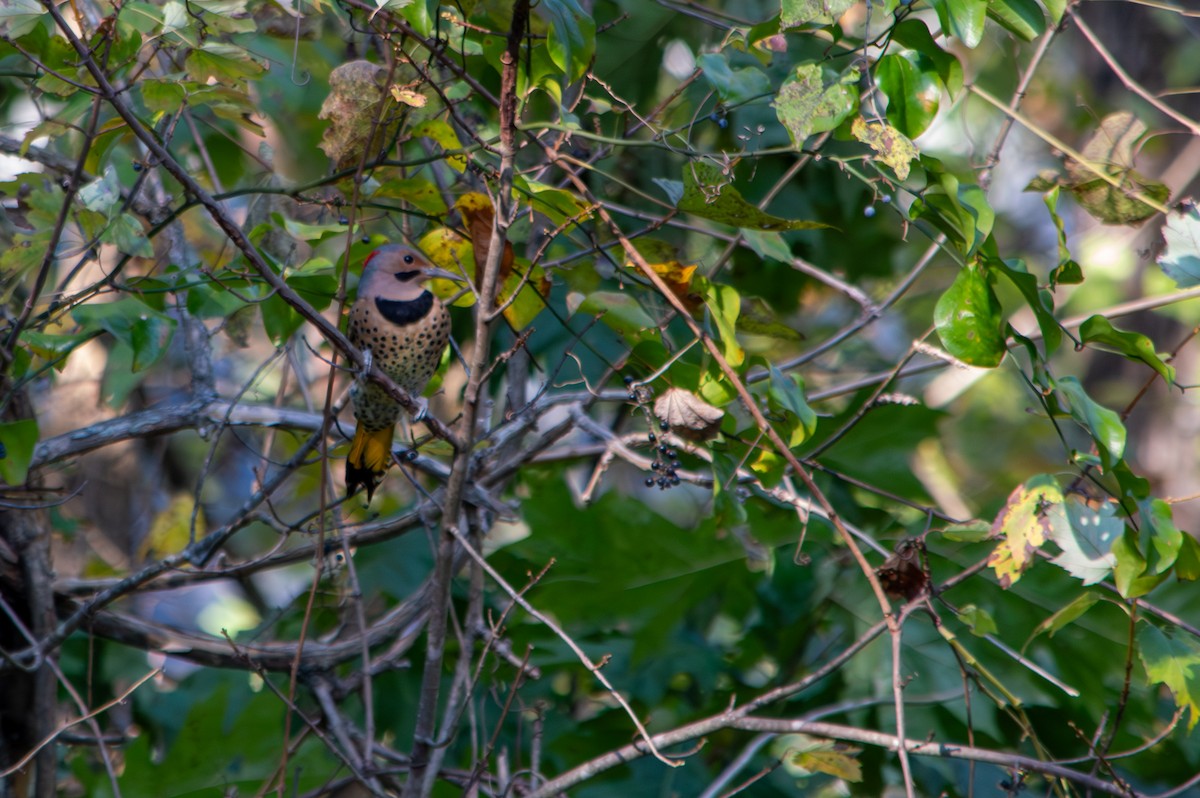 Northern Flicker - ML644216576