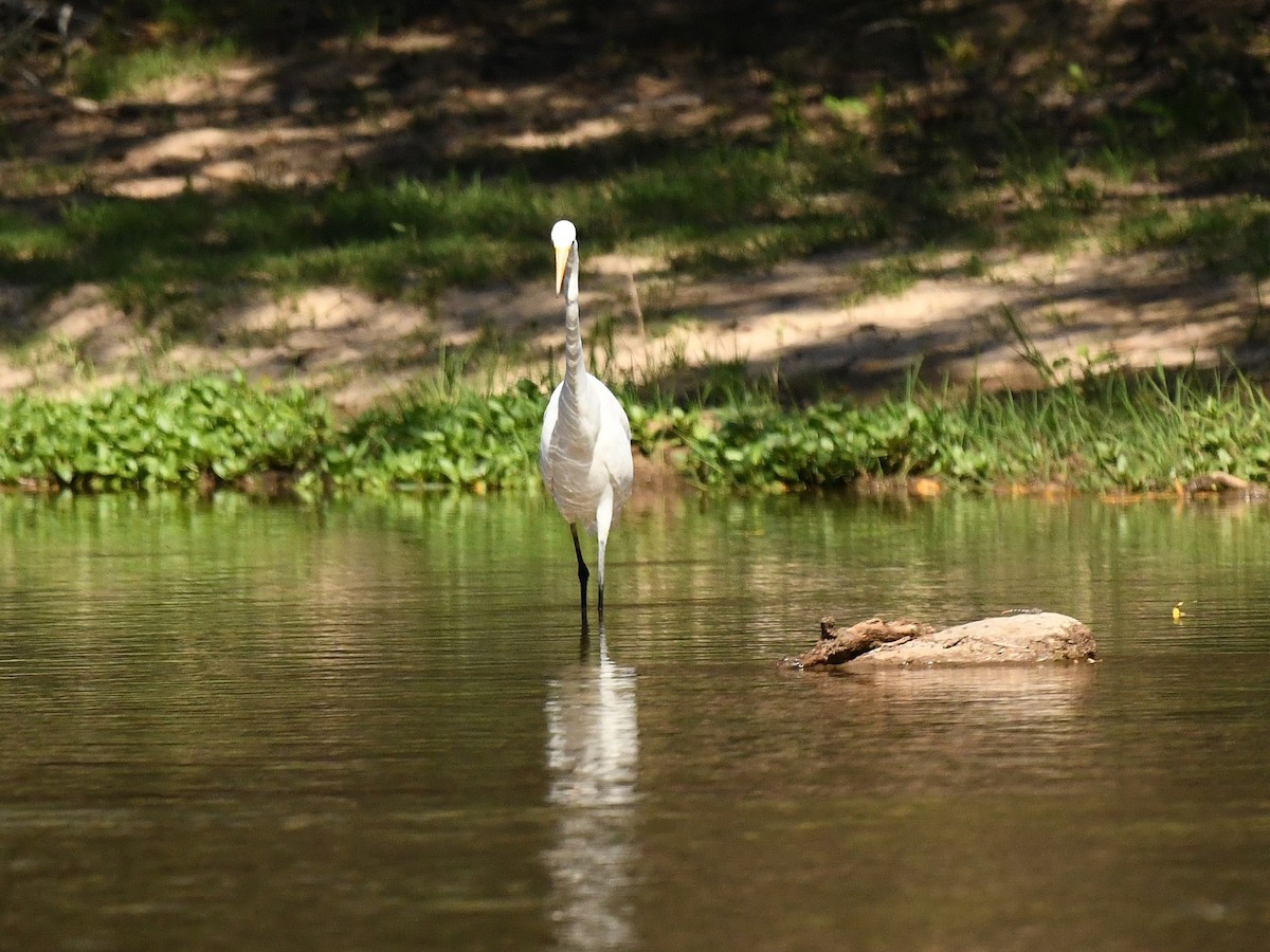 Great Egret - ML644216603