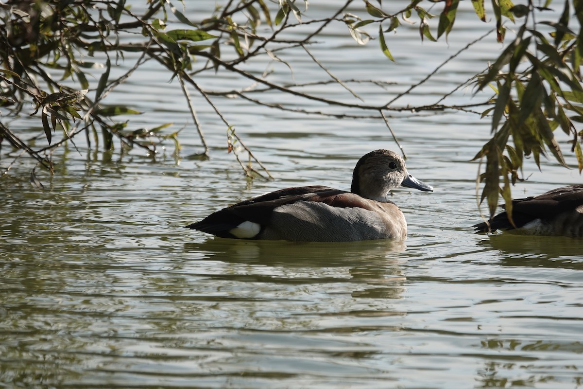 Rotschulterente - ML644216604