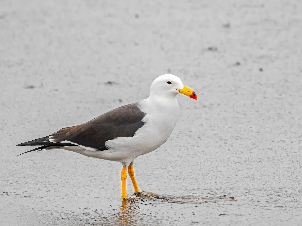 Goéland siméon - ML644216605